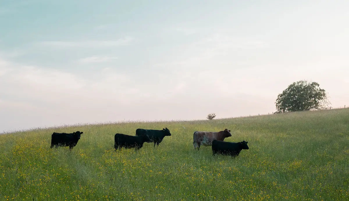 Dillay — farm